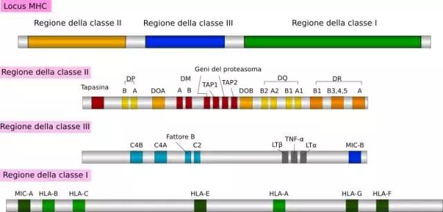 同时有肝癌和糖尿病,肝癌跟关节炎有关系吗