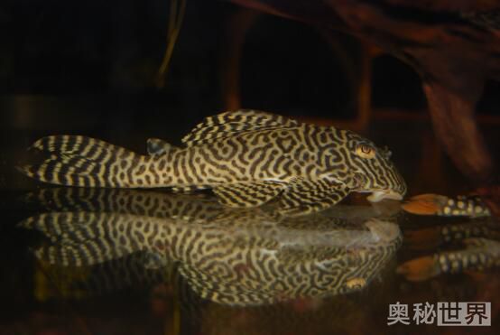 24k黄金达摩野生和人工的区别,24k黄金达摩真的有黄金吗