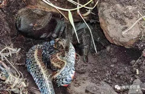 澳大利亚巨型蜘蛛吃蛇,最大的蛇吃蜘蛛