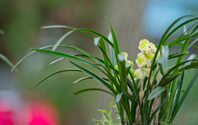 君子兰烂根后怎么处理配土上盆,椰糠配的土总是烂根