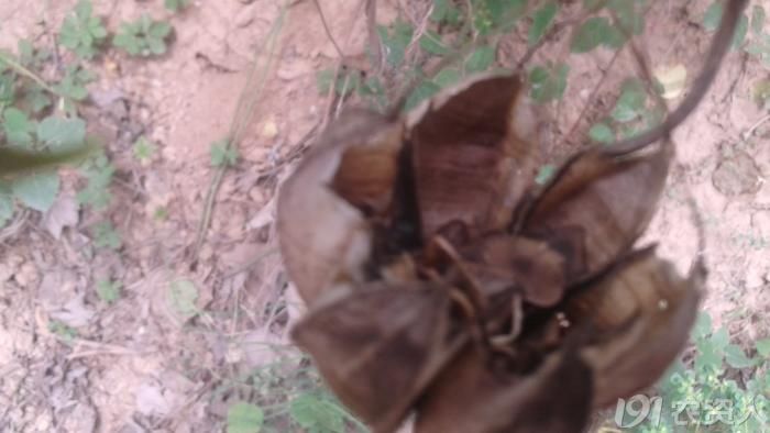 什么草活血止痛,地里常见的中草药