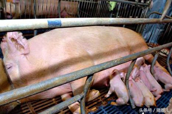 母猪肥胖,母猪重度肥胖对妊娠的危害