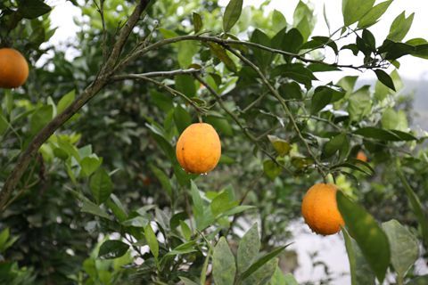 开比速M3回村“刨猪汤”,真能光宗耀祖