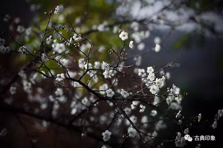 青江梅花香雪海,香雪海梅花国画