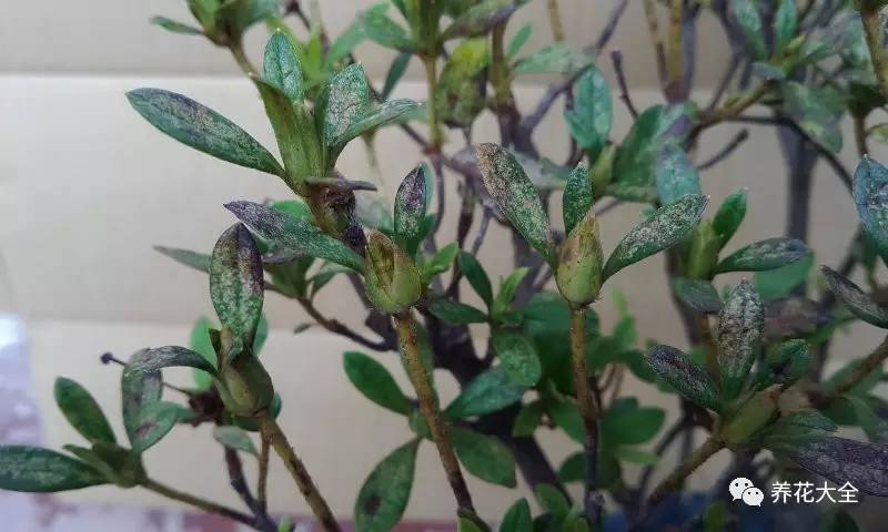 花死了花盆要不要扔,花死了要不要扔