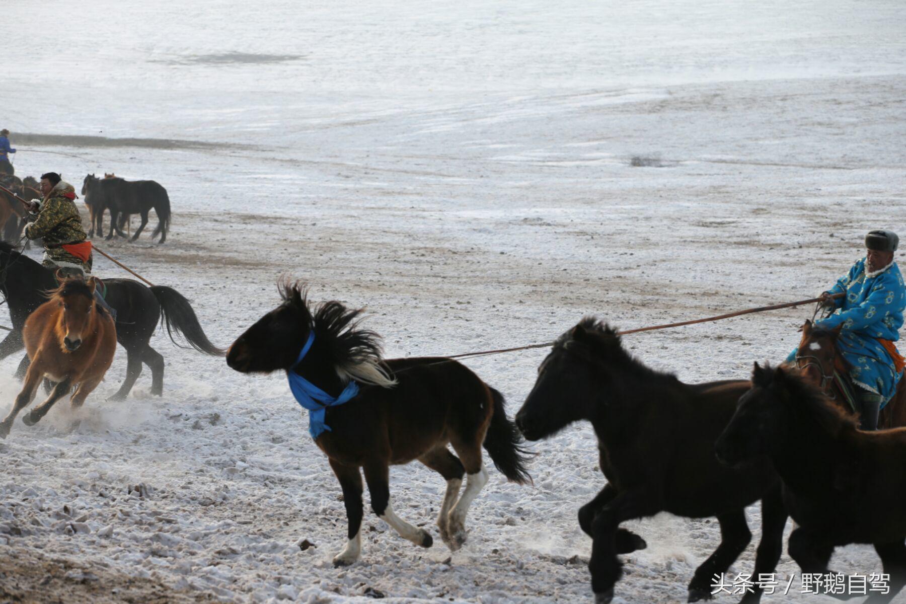 锡林郭勒盟那达慕自驾攻略,锡林郭勒冰雪那达慕完整版