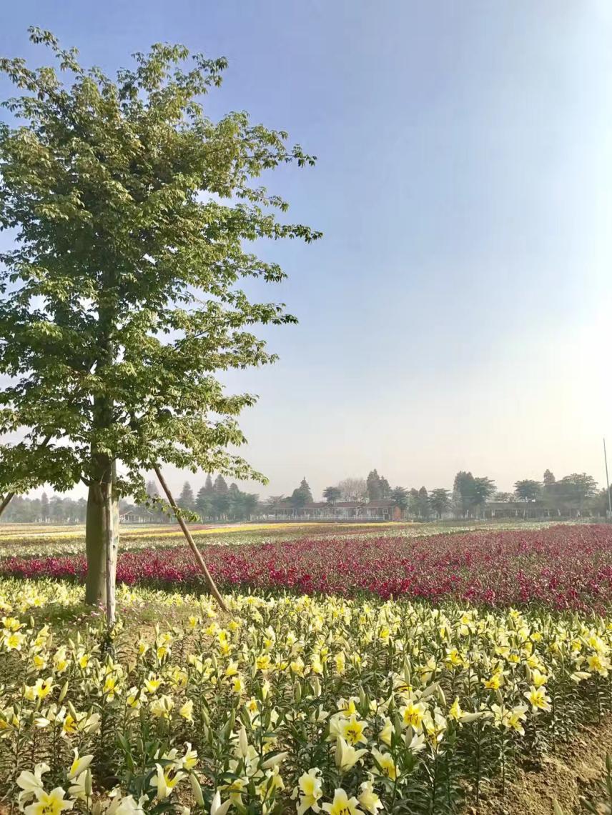 里水梦里水乡百花园免费,里水梦里水乡百花园白天美景