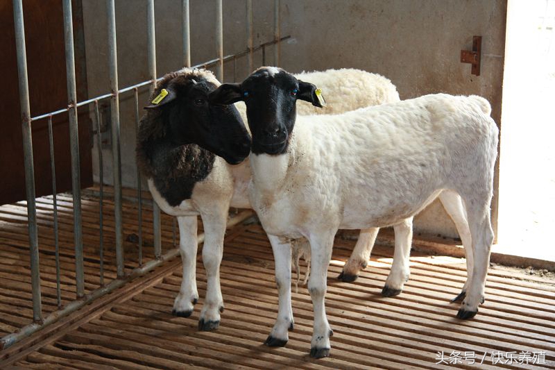 养羊需要必备什么条件,养羊需要什么设备