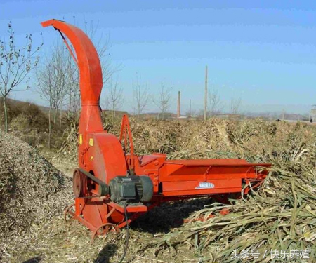 养羊需要必备什么条件,养羊需要什么设备