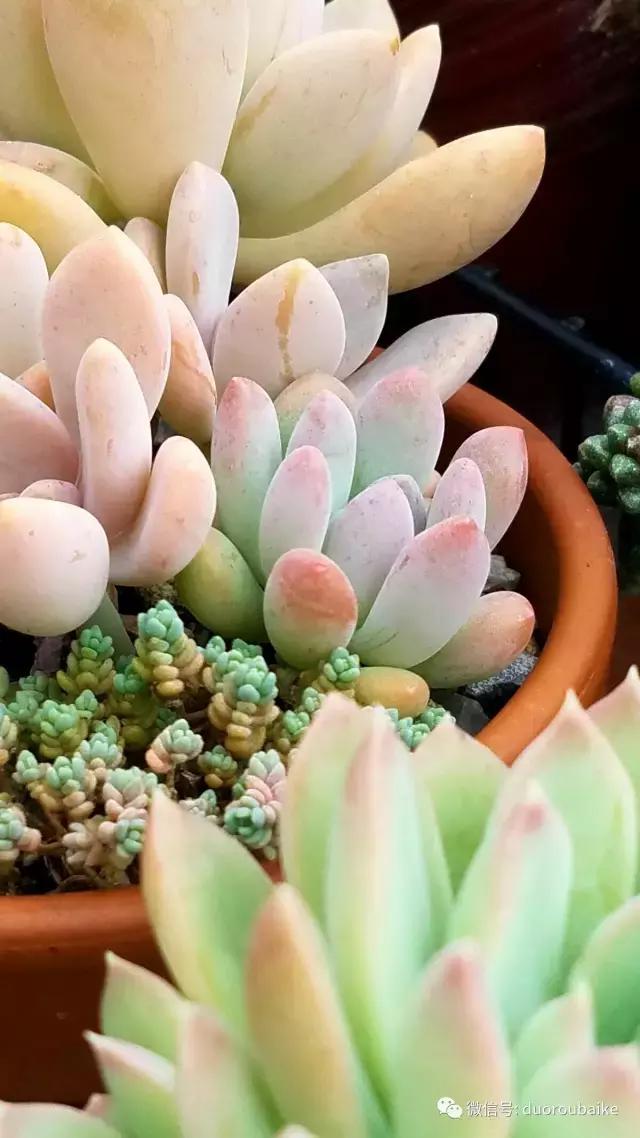 养多肉人发的朋友圈,养肉者们分享的多肉视频