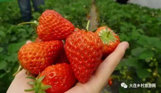 「话莓」之一：小草莓何以两年长成大产业？