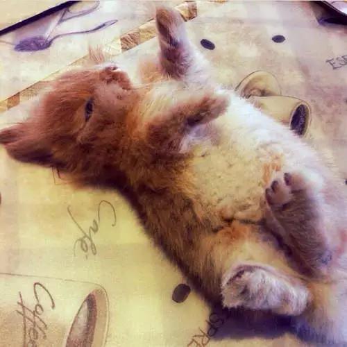 兔子好养吗,兔子属于动物吗