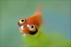 金鱼叫望天是什么鱼,望天金鱼纪录片