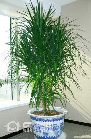 如何除甲醛最快最有效的方法,沙发怎么去除甲醛最有效方法