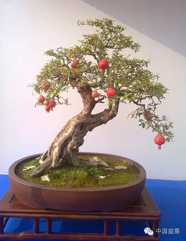 一株盆景60万元,石榴盆景100种图片