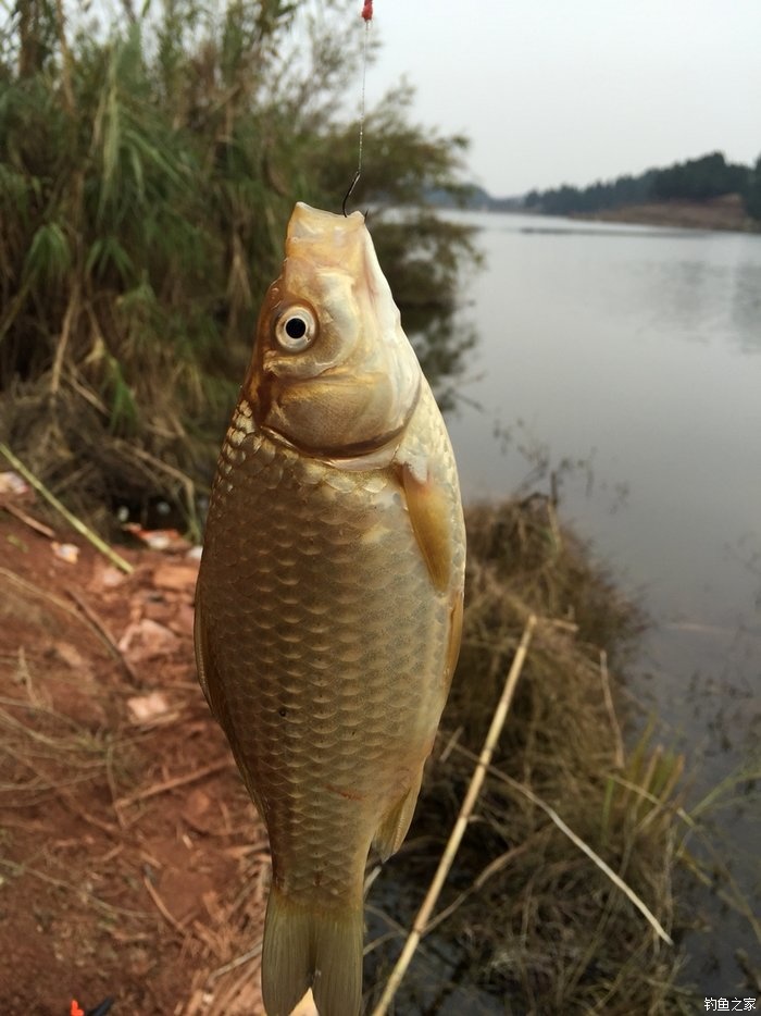 2016第四钓大腰水库
