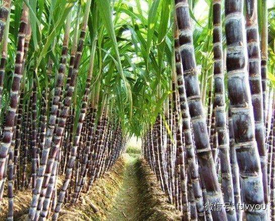 您好，2017年｜阳光灿烂，花果飘香，迎新年这些地方你不得不去！
