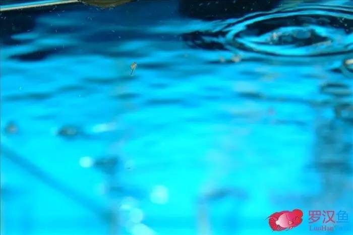 罗汉参的繁殖方法,罗汉鱼怎么养起头