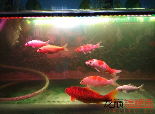 新入缸锦鲤趴缸对策,锦鲤聚在一起趴缸底