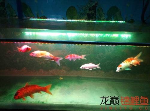 新入缸锦鲤趴缸对策,锦鲤聚在一起趴缸底