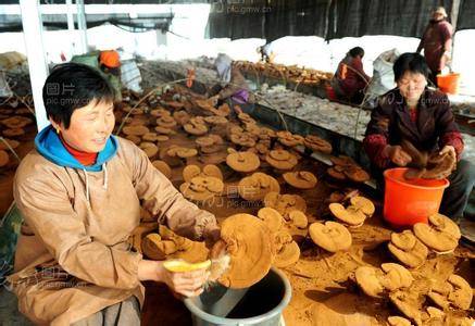 灵芝孢子粉哪个牌子正宗,中药知识必学