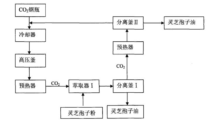 灵芝孢子粉正确食用方法,中药知识必学
