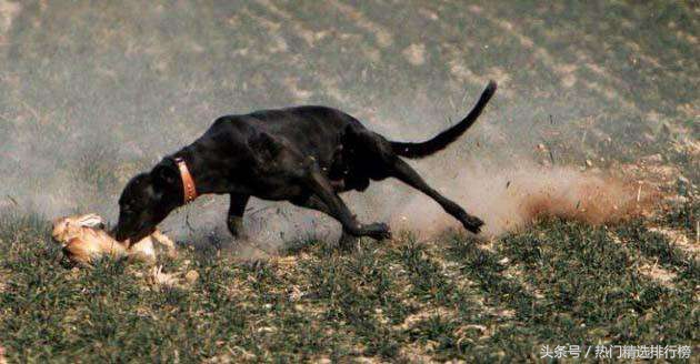 惠比特和灵缇格力犬区别,灵缇格力惠比特细犬哪个体型大