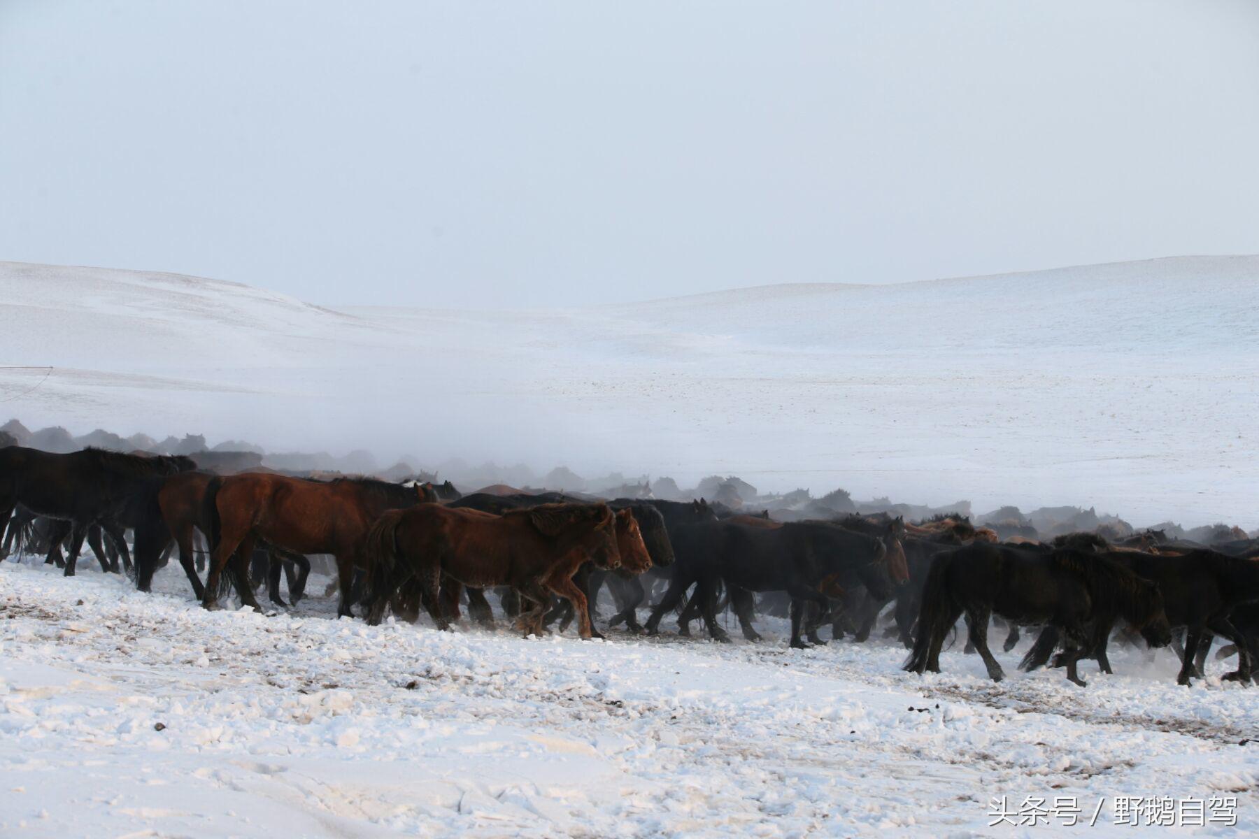 锡林郭勒盟那达慕自驾攻略,锡林郭勒冰雪那达慕完整版