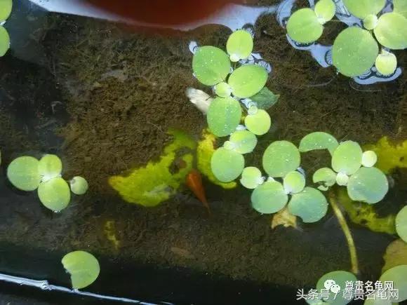 懒人养龟有诀窍，泥水生态养殖就是那么简单！