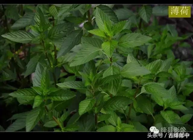 民间草药薄荷的作用,南方山林里的常见草药