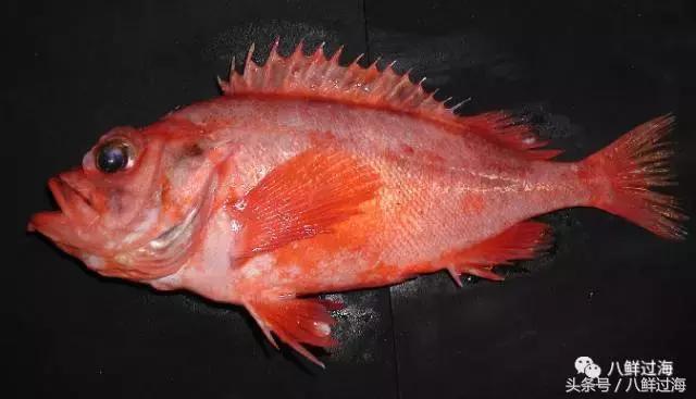 大西洋红鱼和金鲳鱼哪个好吃,大西洋红鱼和新西兰长寿鱼哪个好