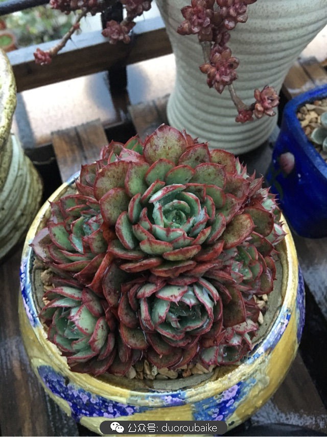 寒风中越发美丽的多肉,冬季暖阳下的多肉