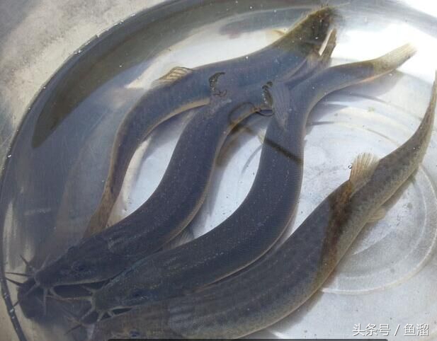 泥鳅养殖品种哪个好,泥鳅养殖品种各种介绍