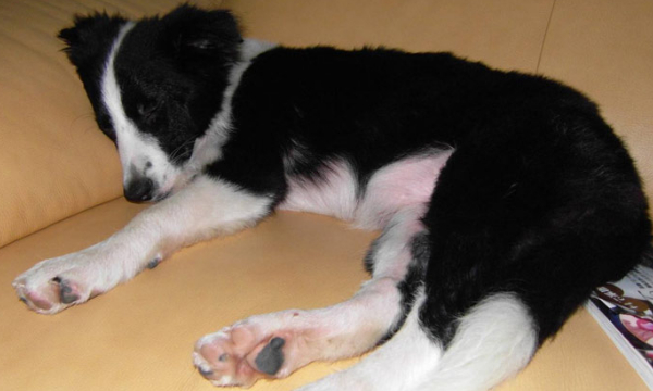 宠物狗皮肤病的治疗方案,宠物狗真菌性皮肤病掉毛正常吗