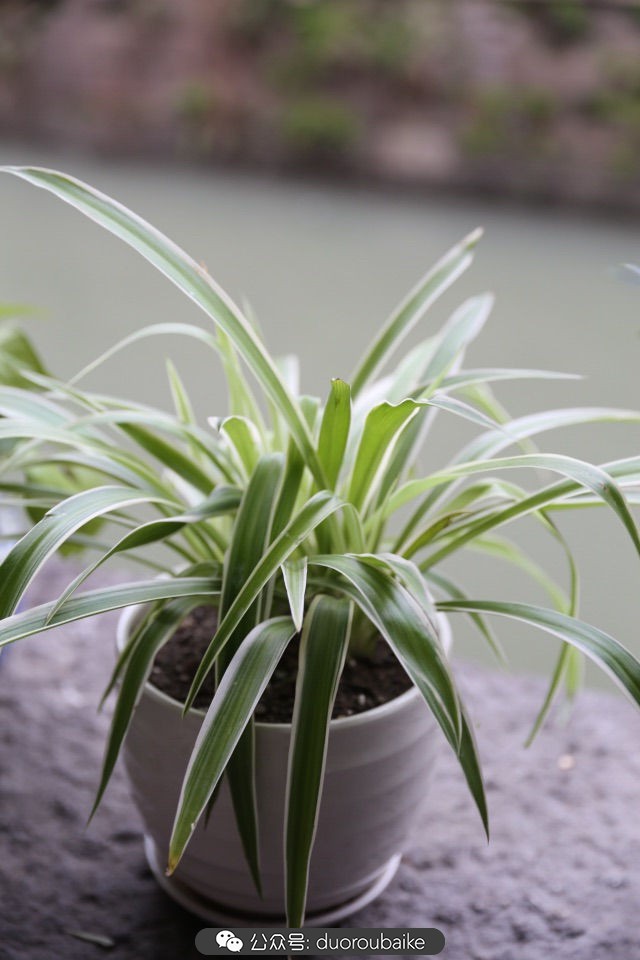 古镇寻肉记:那些旅行中遇见的植物!