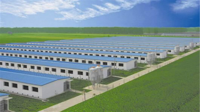 疯狂的洋崽真实版,疯狂的猪肉炖粉条子