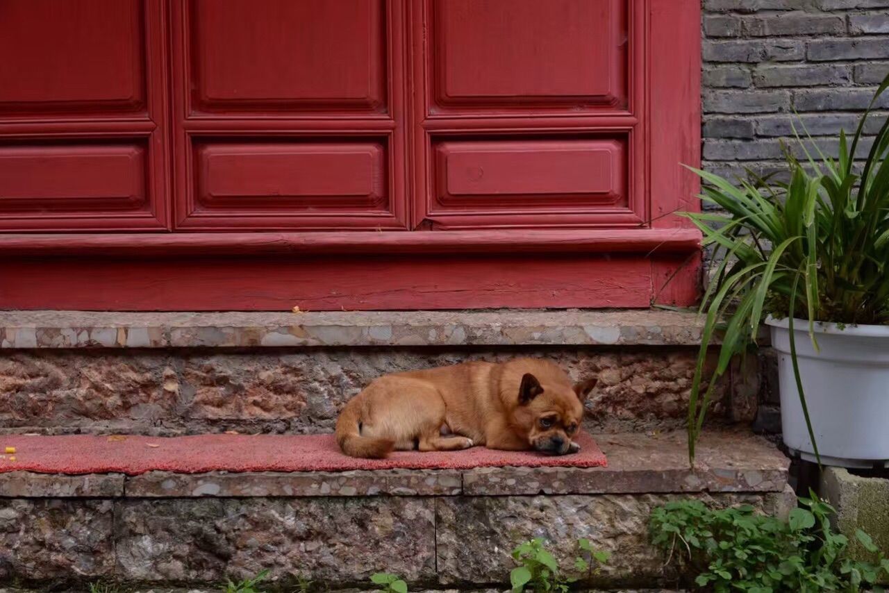 我在丽江那些柔软时光,丽江庭院之柔软时光