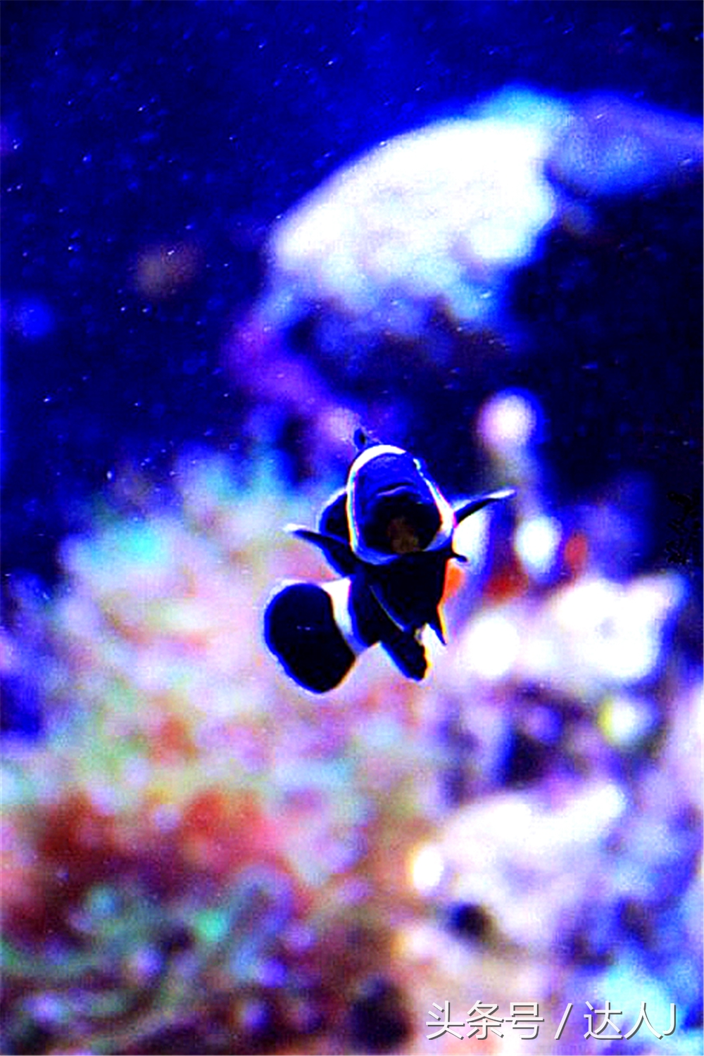 沙漠上的超级绿洲迪拜,迪拜沙漠上的奢华之都