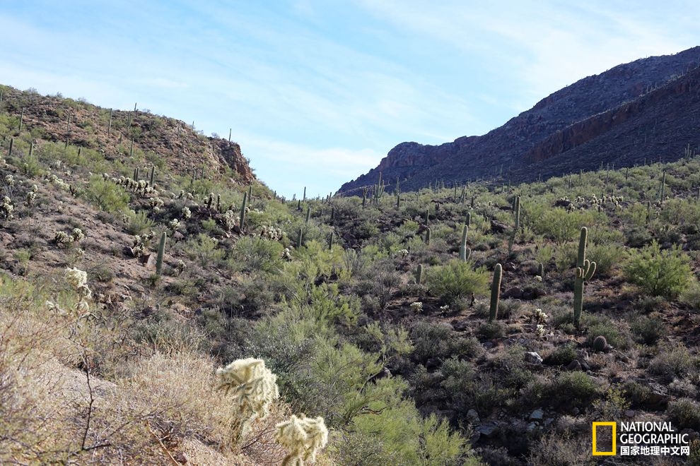 图森仙人掌,图森地理位置