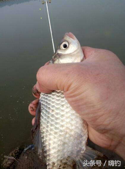 野鲫鱼怎么钓爆护,野钓爆护的几个技巧