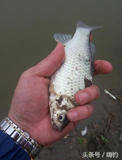 野鲫鱼怎么钓爆护,野钓爆护的几个技巧