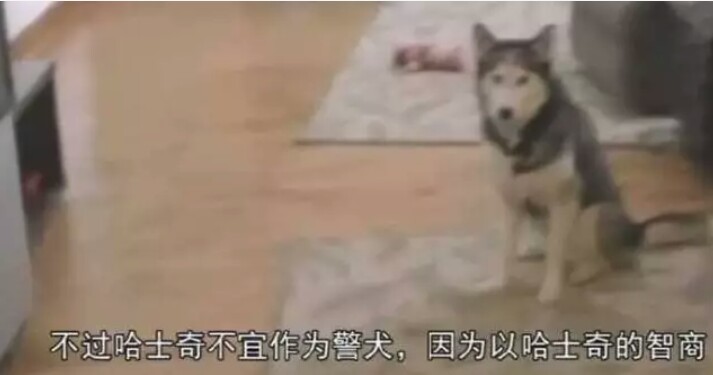 主人在汪星人的鼻子上放了一朵花，谁知道突然降落了一只蝴蝶！