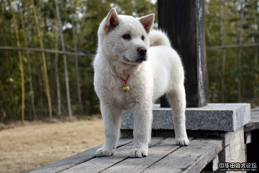 土狗悲惨命运不值得同情,土狗几年开始衰老