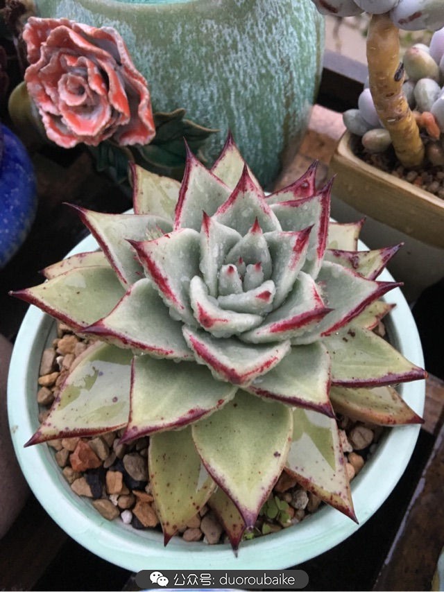 寒风中越发美丽的多肉,冬季暖阳下的多肉