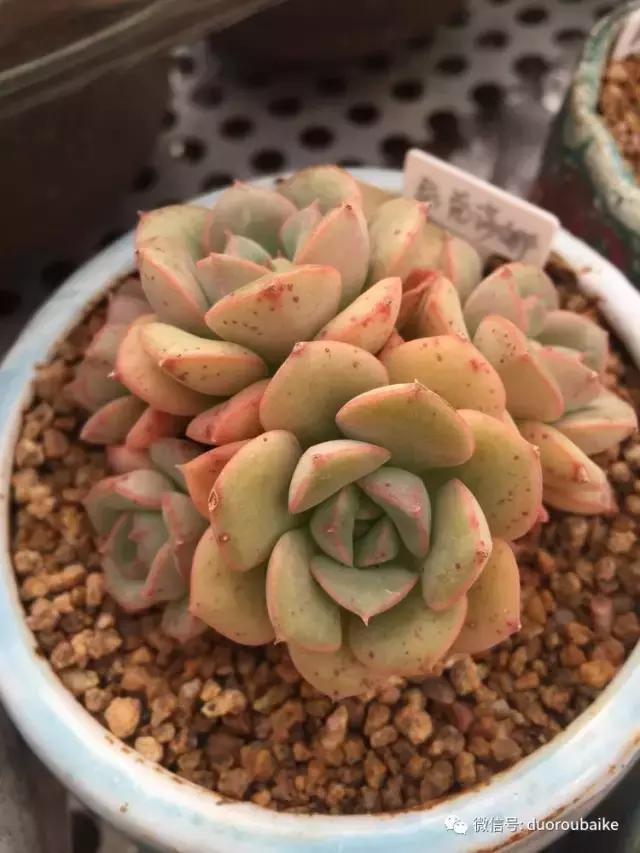 没有暖气的包邮区,肉肉照样美美的!