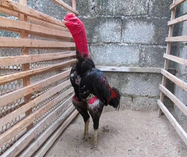 云南十大漂亮的鸡,云南第一生态鸡