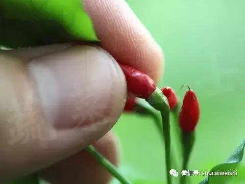 辣椒物语—让我们说说辣椒的味道!