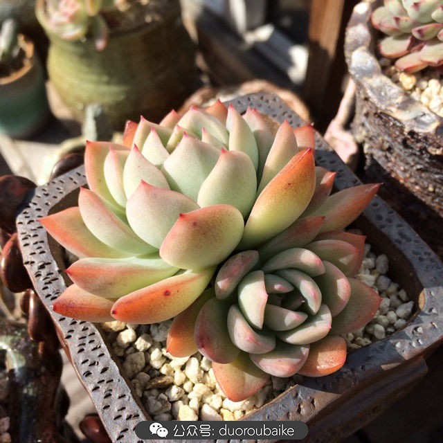 院子阳光房多肉,阳光房庭院多肉