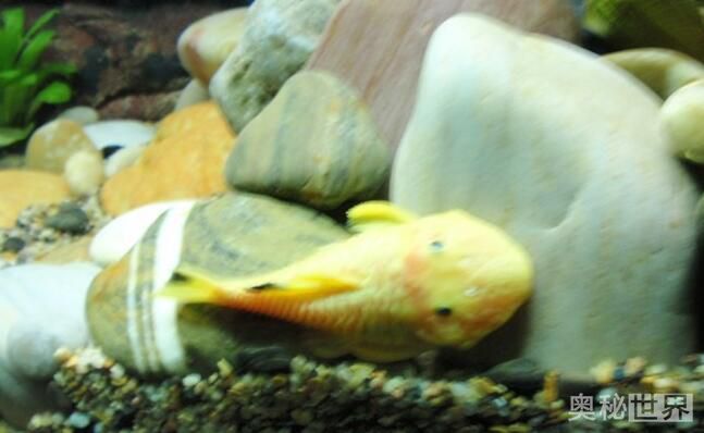 24k黄金达摩野生和人工的区别,24k黄金达摩真的有黄金吗