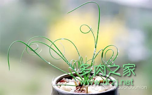 多肉植物鸡蛋碧桃的养护方法,多肉植物夏天在室内如何养护